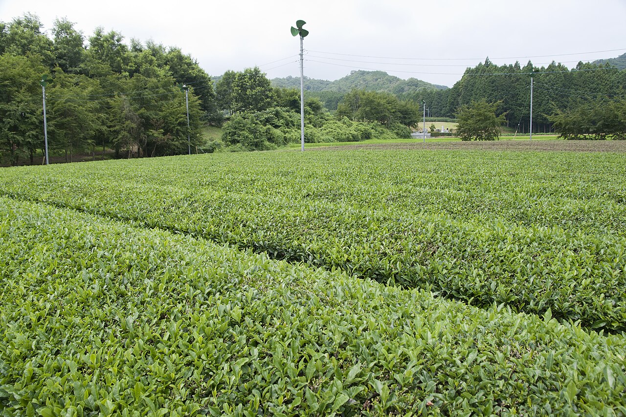 Rows of shaded green tea bushes growing in a Japanese tea field